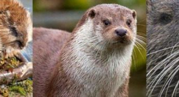 Jak se ondatra liší od nutrie a hlavní podobnosti zvířat