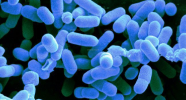 Proč je listerióza nebezpečná pro živočišnou výrobu