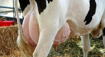 Proč je edém vemene u krav nebezpečný a jak jej vyléčit?