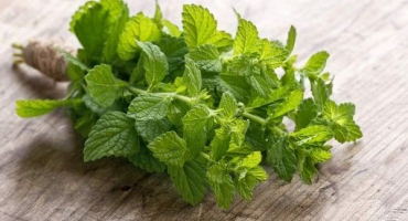 Jaký je rozdíl a jaký je rozdíl mezi mátou a meduňkou, která je zdravější