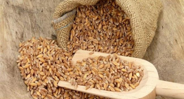 Jaký je rozdíl mezi pšenicí a špaldou - jaký je rozdíl, která obilovina je lepší