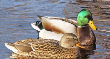 Jaký je rozdíl mezi kachnou a drakem