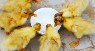 Co jedí kachny doma