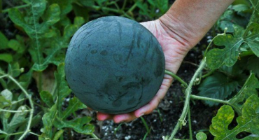 Co je pozoruhodné na odrůdě vodního melounu cukrového dítěte a jak jej pěstovat?