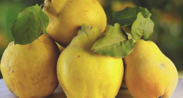 Proč je kdoule tak užitečná pro lidské tělo, indikace a kontraindikace