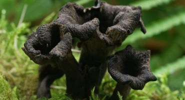 Liška černá - málo známá a tajemná houba