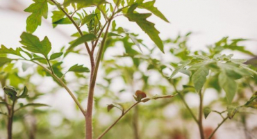 Černá noha v sazenicích rajčat