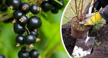 Černý rybíz: vlastnosti výsadby a péče o plodiny