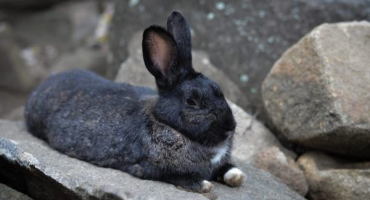 Černohnědé plemeno králíků