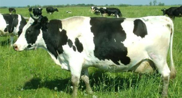 Černobílé plemeno skotu