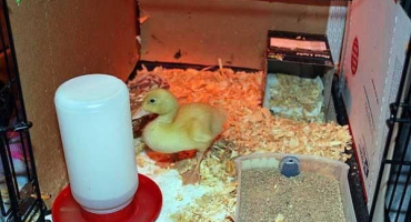 Výkresy a rozměry mláďat pro kachňata, jak vyrobit krabici vlastníma rukama