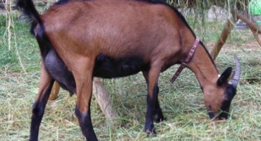 České plemeno koz: vlastnosti, údržba a péče