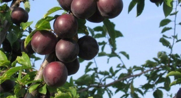 Černý princ - rysy pěstování a péče o meruňky