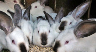 Může se králíkům dávat oves a jak je to správně