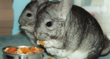 Co jedí činčily doma?