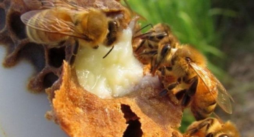 Co přesně včely jedí v přírodě a na včelnici, živí se hmyz medem?