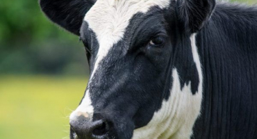 Co znamená kráva z hovězí kůže?