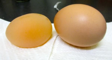 Co znamená absence skořápek na slepičích vejcích??