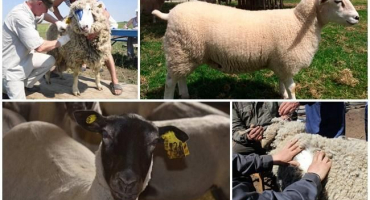 Co se rozumí klasifikací ovcí a jejích odrůd, pravidla pro