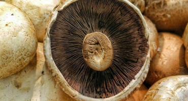 Co způsobuje tmavnutí hub?