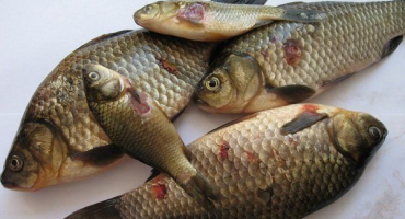 Co je aeromonóza? Příčiny, příznaky, léčebné metody