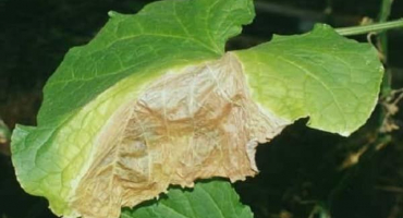 Co je okurková askochitida, příznaky a kontrolní opatření