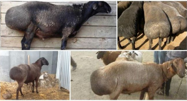 Co je to skopový tlustý ocas a kde se nachází, jak vypadá přínos a škoda