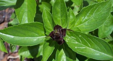 Co je to bazalka, kde roste a jak rostlina vypadá?