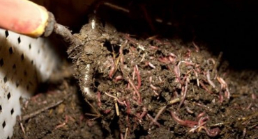 Co je vermikompost: jeho druhy a pravidla použití na zahradě