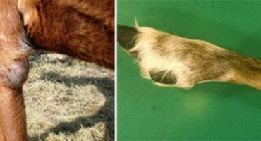 Co je brucelóza u krav a jak je nebezpečná pro lidi?