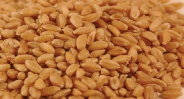 Co je klesající počet pšenice a co ovlivňuje, jak to určit