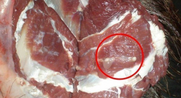 Co je cysticerkóza (finnóza) prasat?