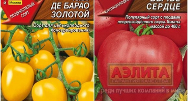 Jaké jsou determinantní a neurčité odrůdy rajčat, které jsou lepší