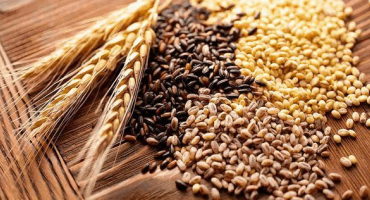 Jaké a druhy krmiva pro skot jsou, složení a receptura, kolik je potřeba denně