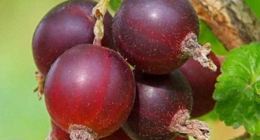 Co je yoshta? Vlastnosti výsadby a pěstování