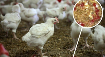 Co je kokcidióza u kuřat a kuřat? Způsoby infekce, znaky léčby a prevence