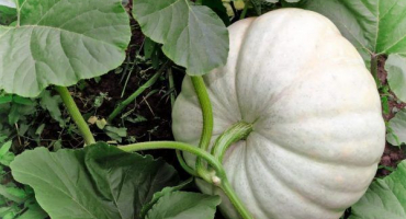 Co je to krmná dýně a kdo ji dává