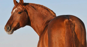 Co je to koňská záď?