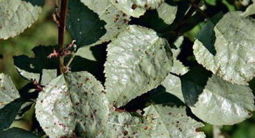 Co je mléčný lesk na jabloni a jak se vypořádat s nemocí, prevence a léčba