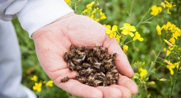 Co je to bee podmore, jak je užitečný a jak ho sbírat?