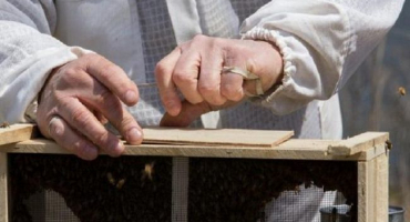 Co je roj pro včely a pokyny pro jeho vytvoření vlastníma rukama, kresby