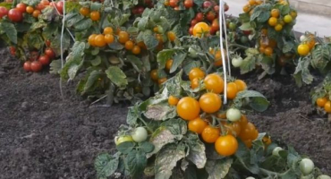 Jaké jsou standardní rajčata, nejlepší odrůdy pro otevřenou půdu a skleníky