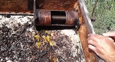 Co je to včelí merva ve včelařství, její použití a příprava