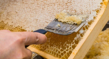 Co je to klec: popis a způsoby aplikace