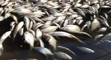 Co je zabíjení ryb? Kdy a z jakých důvodů k tomu dochází?