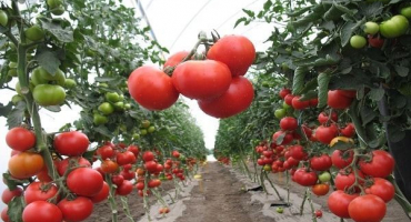 Co znamená semideterminantní rajčata, odrůdy pro skleníky a skleníky