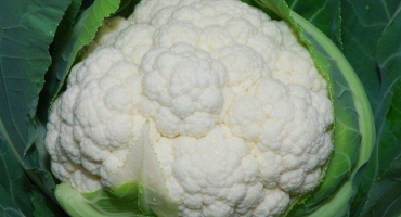 Květák: nejlepší odrůdy a jejich vlastnosti