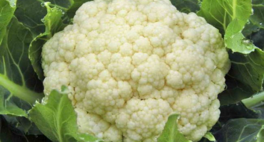 Květák od výsadby po sklizeň