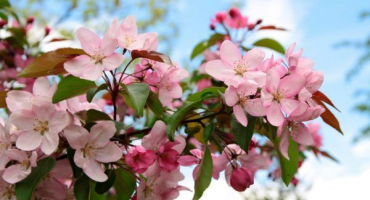 Okrasná jabloň nedzvetskiy - informace o odrůdě