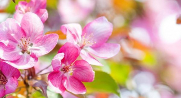 Okrasné jabloně - přehled nejlepších odrůd